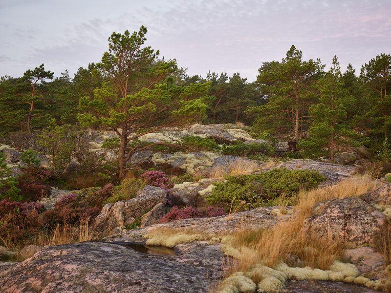 Landskapsfotografi från Skåne och södra Sverige | Peter Westrup