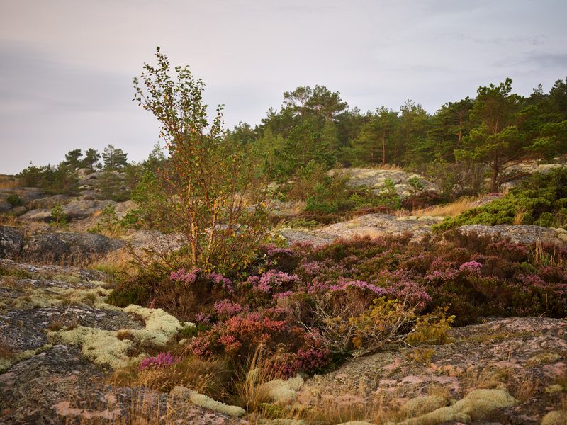 Landskapsfotografi från Skåne och södra Sverige | Peter Westrup
